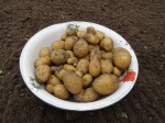 Ein Teil der Kartoffelernte